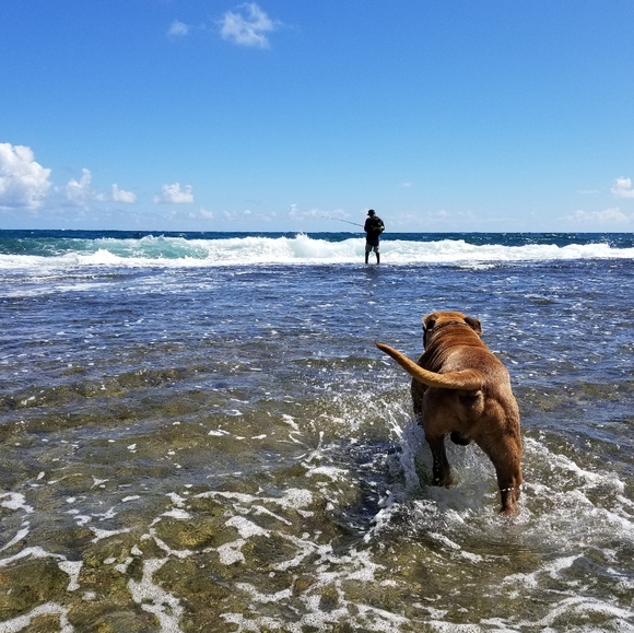 Meet your Posher, Don - Picture 1 of 1